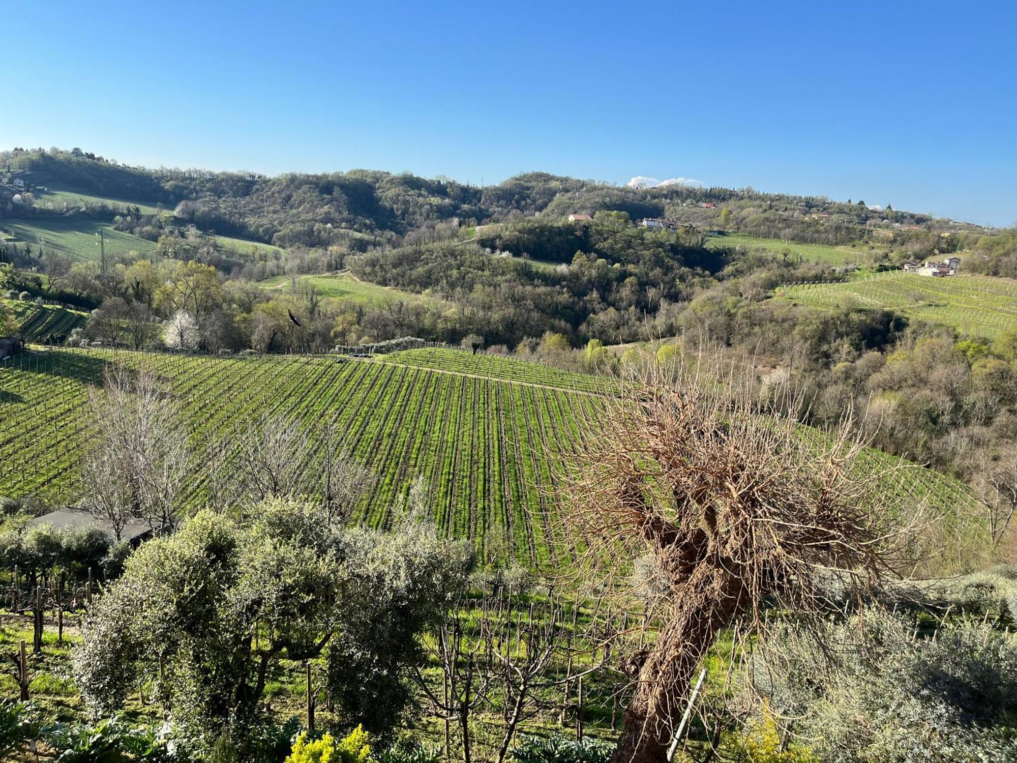 Casa Vacanze Pierangela Susegana Esterno foto